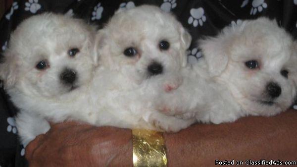 Adorable Bichon Frise Puppies For Sale Price 650 For Sale In