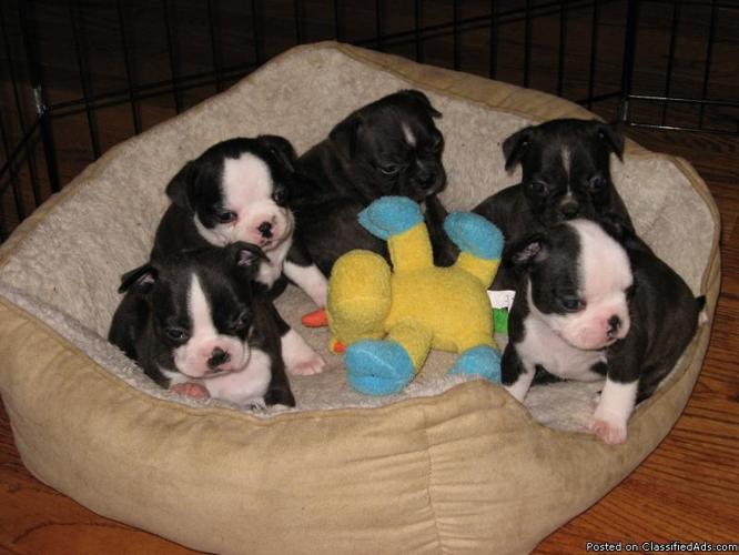 Adorable Bugg Puppies for Sale! - Highlands Ranch, CO - Price: $400.00
