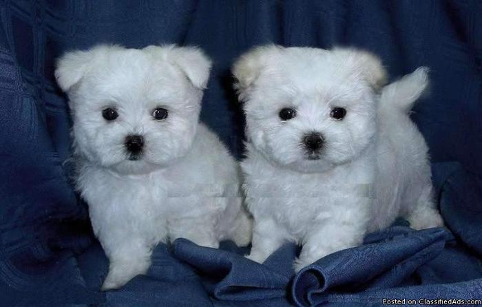 adorable christmas maltese puppies for new homes.text on (415) 234-7078 - Price: 300
