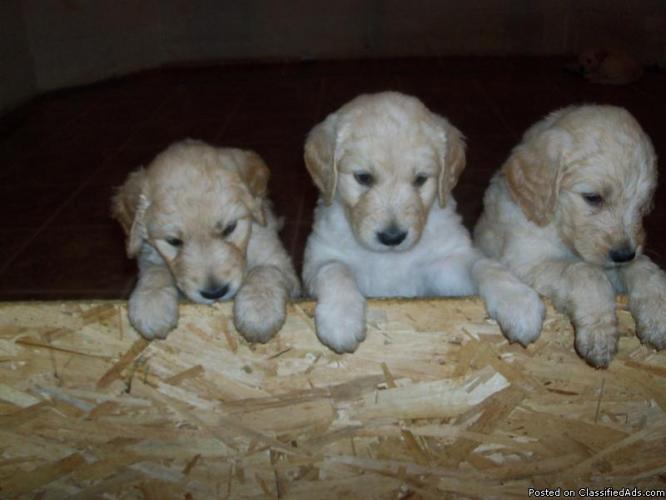 Adorable CKC Registered Golden Doodle Puppies - Price: $750.00