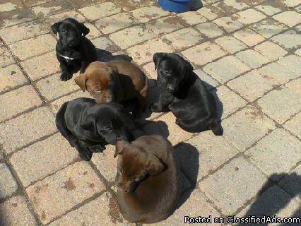 adorable labpit mix puppies price 5000 20890070