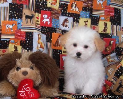 Adorable Little Malti-Poo Puppies! Maltese/Poodle - Price: $375