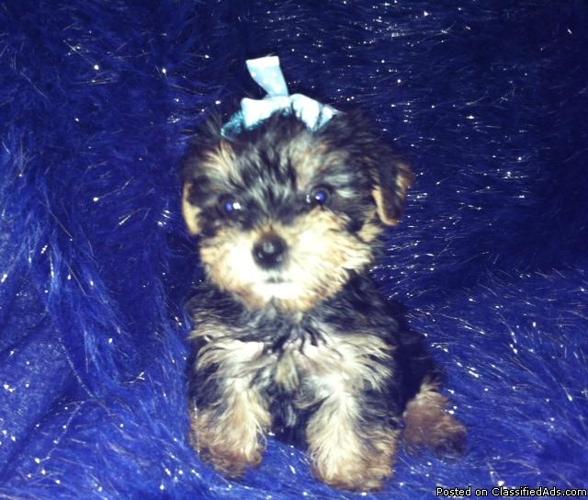 adorable male yorkie for sale PUREBRED - Price: 750.00