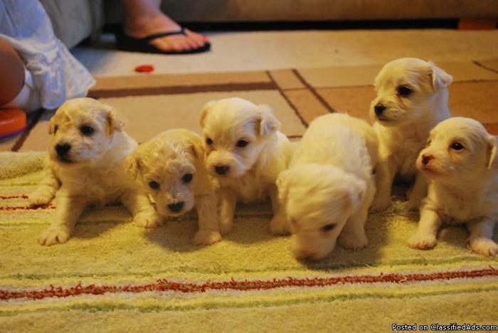 Adorable Maltipoo pupppies - Price: 400 and up