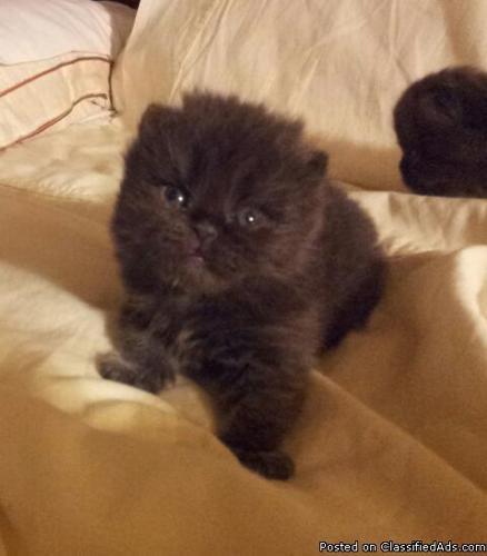 Adorable Persian Kittens - Price: 850