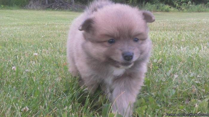 Adorable Pomeranian Puppies! - Price: $300-350