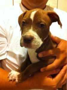Adorable Red/Blue Nose Pitbull Puppies - Price: 200-300