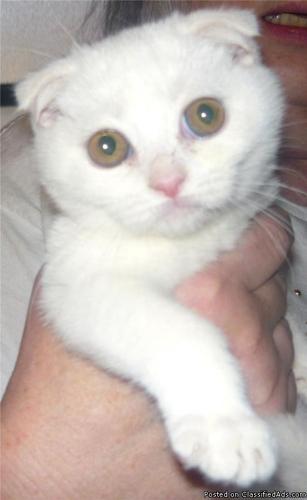 Adorable Scottish Fold kitten - Price: $500