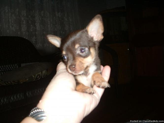 Adorable Teacup Chihuahua Puppies - Price: 350