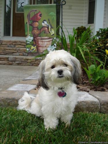 shichon dogs for sale near me