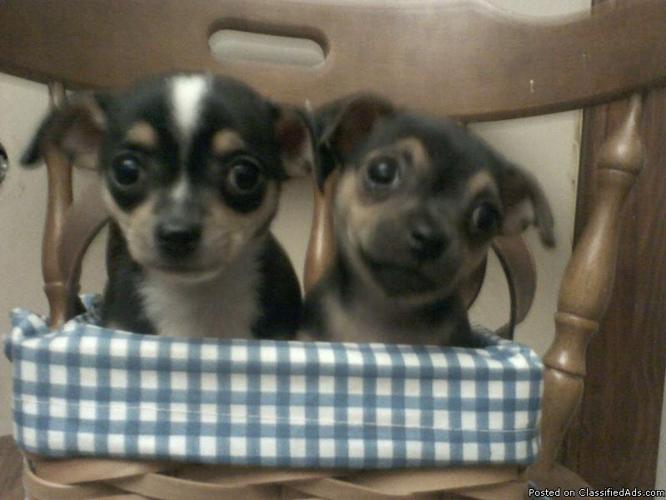 ADORABLE TOY CHIHUAHUA'S -8 WEEKS OLD - Price: 400.00
