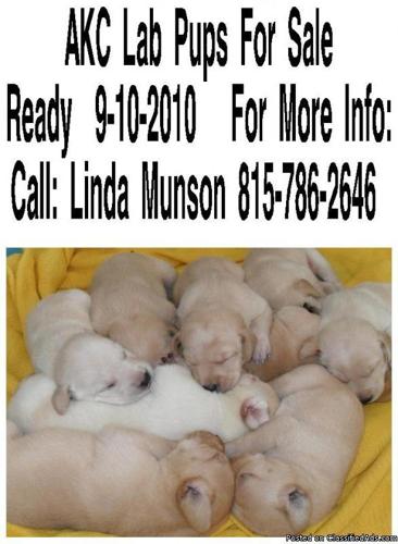 Adorable Yellow AKC Lab Puppies For Sale - Price: $550