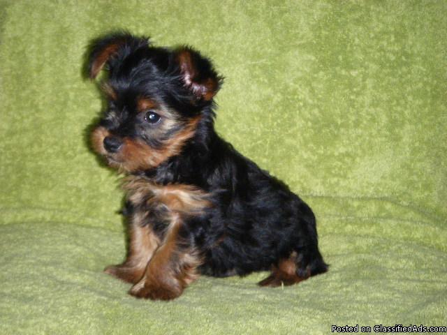 Adorable Yorkie! - AKC Yorkshire Terrier Puppy - Price: 500.00