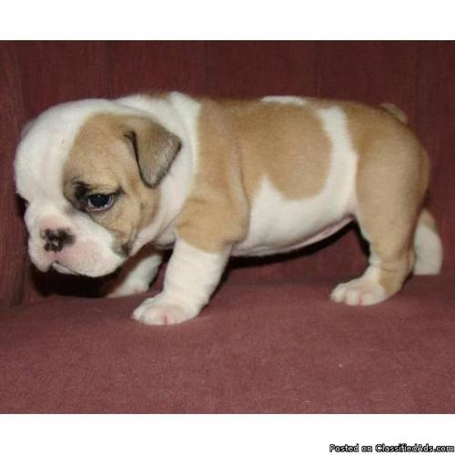 Affectionate Male and Female English Bulldog Puppies - Price: 310