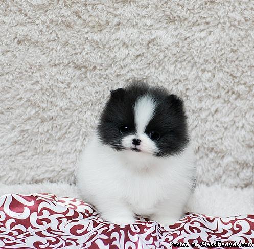 Affectionate Teacup Pomeranian Puppies New Homes !!
