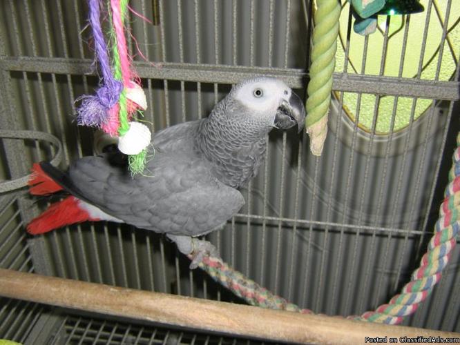 afrcan gray parrot - Price: 900 bird and cage