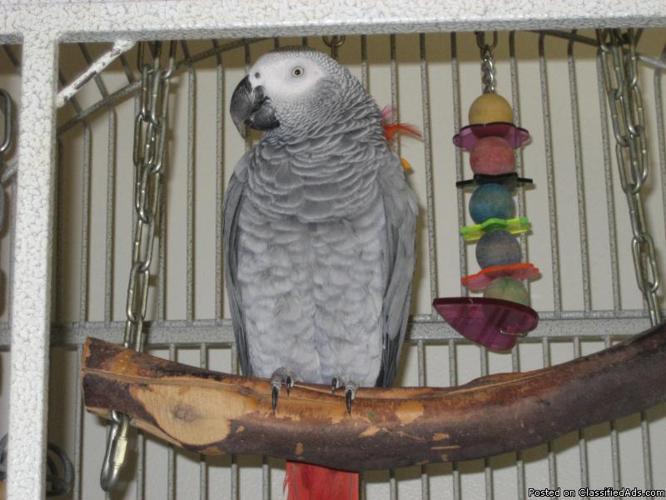 africa grey parrot with large california cage. - Price: 800.00