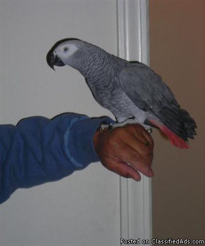 african congo parrot grey to offer