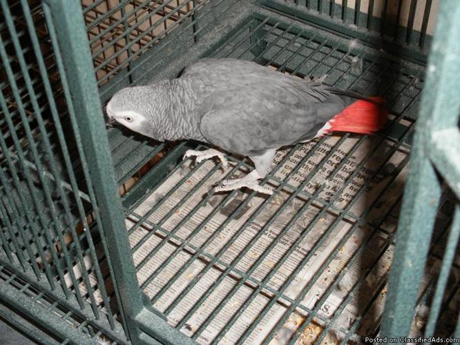 African gray parrot - Price: 1000.00 or trade