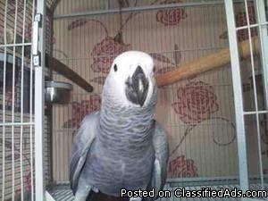 AFRICAN GREY - Price: 300
