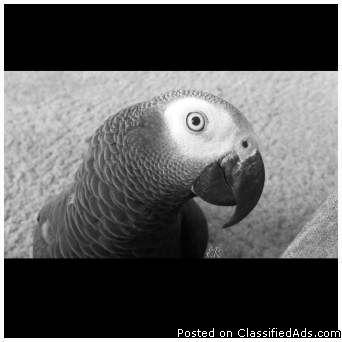African Greys - Price: 2,000