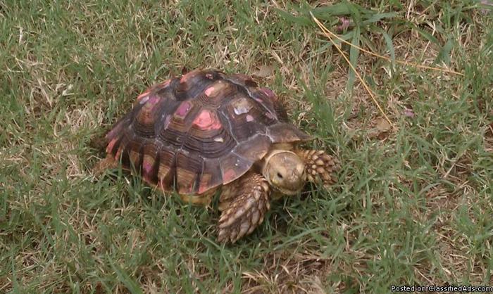 African spurred tortoise - Price: $325
