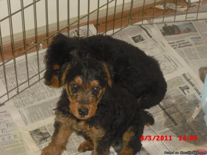 Airedale Terrier Pups (AKC) - Price: 400.00