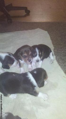 AKC Beagle Puppies - Price: $200.00