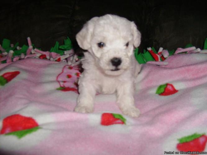 AKC. Bichon Frise Puppies. ***READY JUST IN TIME FOR CHRISTMAS*** - Price: Call