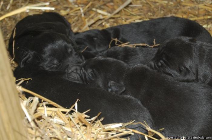 AKC Black Lab Puppies - Price: $250-$300