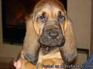 AKC Bloodhound Puppies FOR SALE