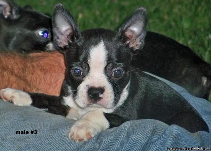 AKC Boston Terrier Pups - Price: 250 obo