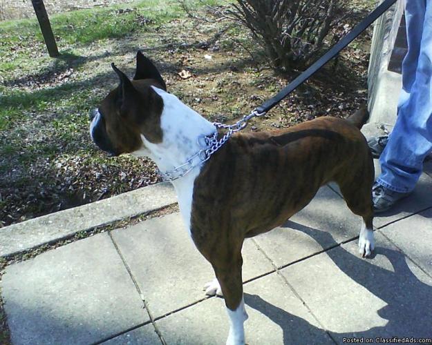 AKC BOXER AVAILABLE FOR STUD - Price: 300.00