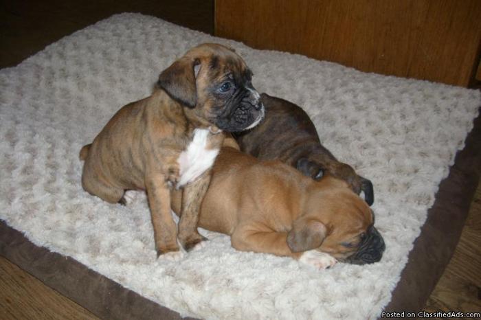 AKC Boxer puppies - Champion Bloodlines - Price: 700