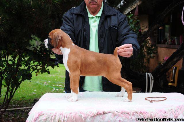 AKC BOXER PUPPIES FOR SALE - Price: $1500 and up