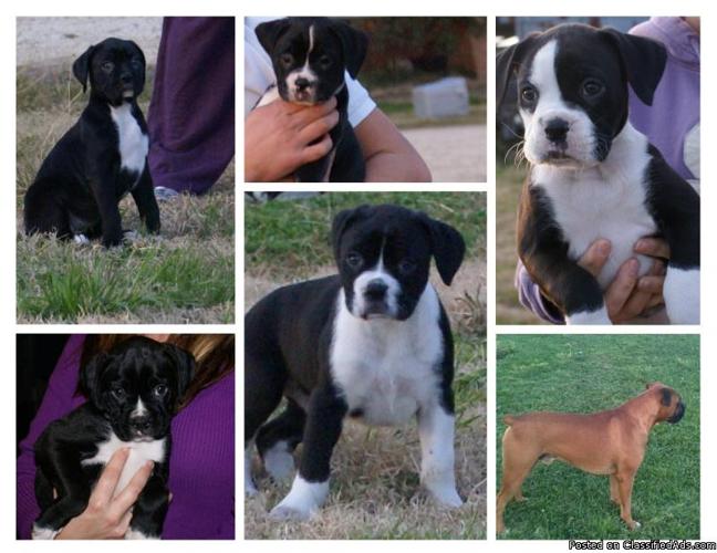 AKC Boxer Puppies for Sale - Price: $900