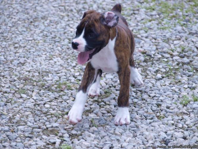 Akc Boxer Puppies Price 250 00 For Sale In Portsmouth Iowa Best Pets Online