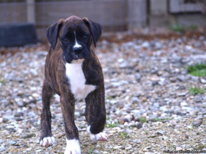 akc boxer puppies price 25000 20594500