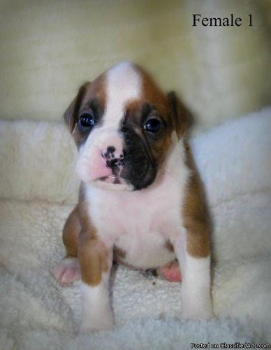 AKC Boxer Puppies - Price: $350