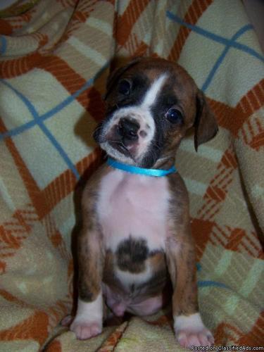 AKC Boxer Puppies - Price: $450-500