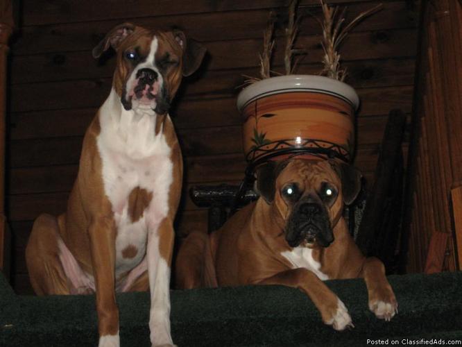 AKC Boxer puppies - Price: $500