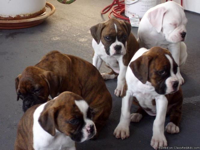 Boxer Puppies For Sale In Idaho Falls