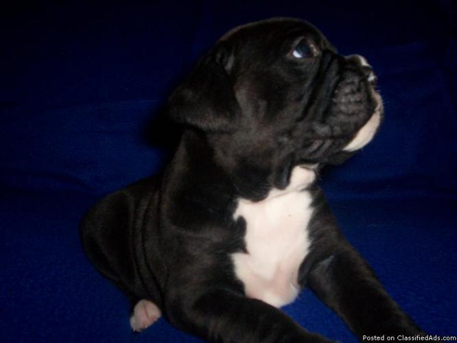 AKC Boxer Puppies - Price: 700