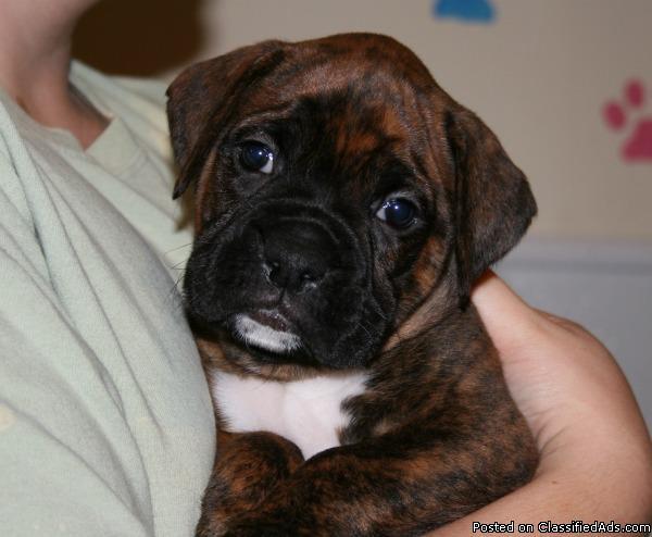 AKC Boxer Puppies - Price: $700
