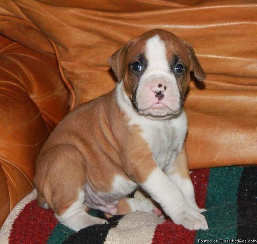 Holiday Akc Boxer Puppies Ready For Sale In Houston Texas Classified Americanlisted Com