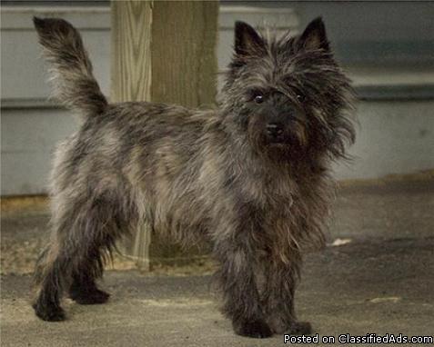 AKC Cairn Terrier Puppies - Price: $600.00