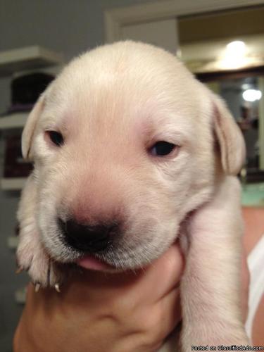 AKC, Champion Bloodline Labrador Retriever Puppies - Price: $425