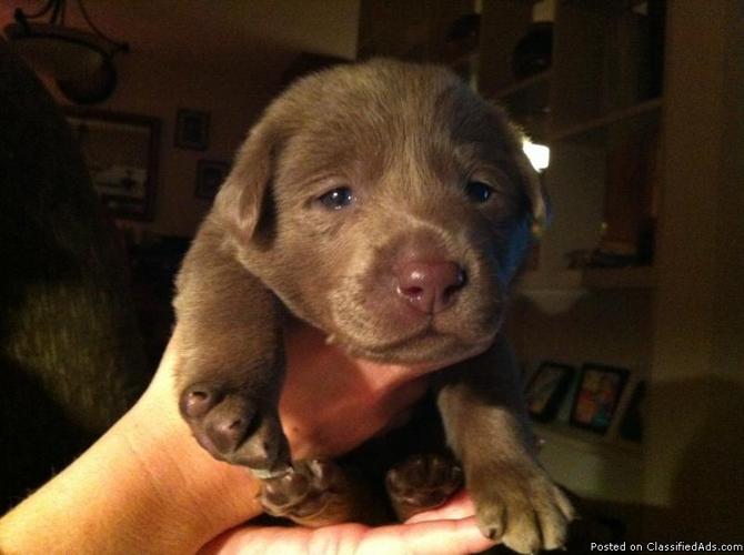 AKC Charcoal and Silver Labradors - Price: $1,000.00
