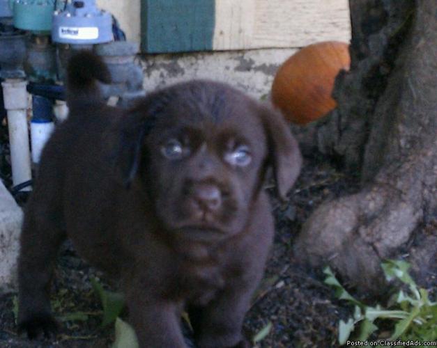 AKC Chocolate Labrador puppies - Price: $1,000