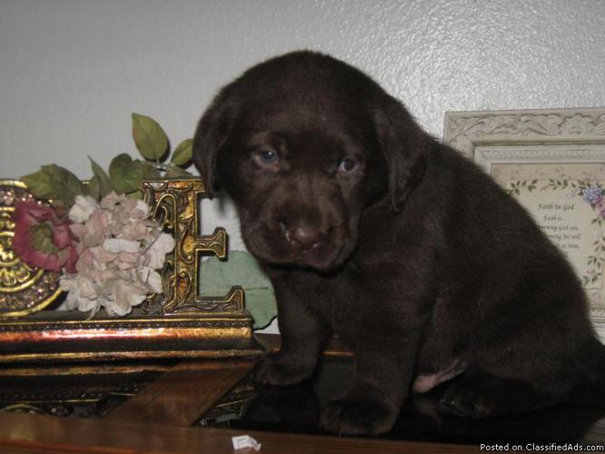 AKC Chocolate Labrador Puppies - Price: $1,000